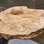 لؤلؤة متحجّرة عمرها 100 مليون عام تثير دهشة علماء أستراليا