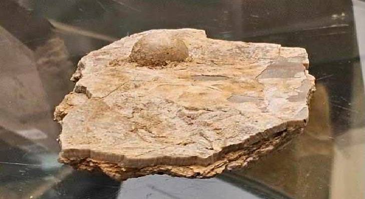 لؤلؤة متحجّرة عمرها 100 مليون عام تثير دهشة علماء أستراليا لؤلؤة متحجّرة عمرها 100 مليون عام تثير دهشة علماء أستراليا