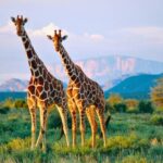 باحثون: الزرافات ليست نوعًا واحدًا بل أربعة