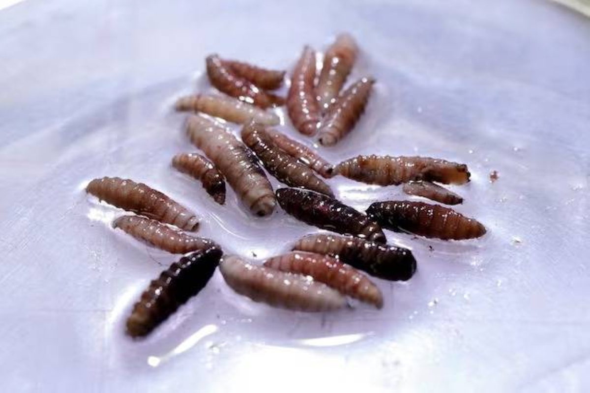 المكسيك: 53% زيادة في حالات الإصابة بالدودة اللولبية المكسيك: 53% زيادة في حالات الإصابة بالدودة اللولبية