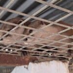 إسبانيا تكتشف شبكة لتهريب الحيوانات النادرة بحديقة غير قانونية