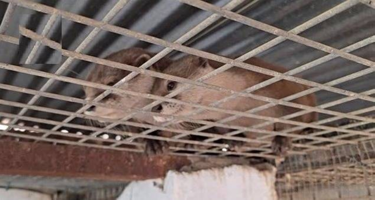 إسبانيا تكتشف شبكة لتهريب الحيوانات النادرة بحديقة غير قانونية إسبانيا تكتشف شبكة لتهريب الحيوانات النادرة بحديقة غير قانونية