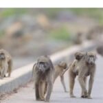 مأساة في بيهار.. هجوم جماعي للقرود يودي بحياة رجل هندي