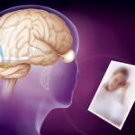 اكتشاف “مفتاح إعادة ترتيب الذكريات” في الدماغ!
