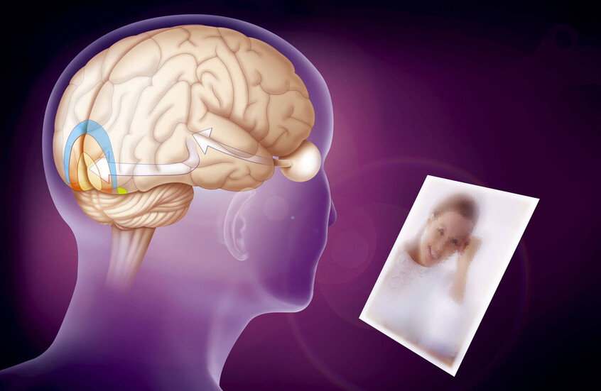 اكتشاف “مفتاح إعادة ترتيب الذكريات” في الدماغ! اكتشاف “مفتاح إعادة ترتيب الذكريات” في الدماغ!