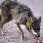 ابو الخير الغبابشة ينتصر لقريته من ذئب مسعور