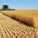 علماء يطورون أصنافا من القمح قادرة على إنتاج سماد طبيعي