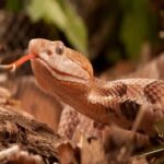 ثعبان يلدغ طفلاً داخل «حضانة»