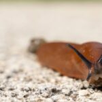 من المراهقين إلى الأشباح.. الشرطة الألمانية تعثر على المجرم الحقيقي