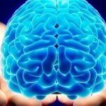 اكتشاف «بروتين مفتاحي» قد يبطئ شيخوخة الدماغ