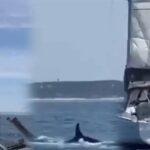 الحيتان تُغرق يختاً سياحيّاً قبالة السواحل البرتغالية