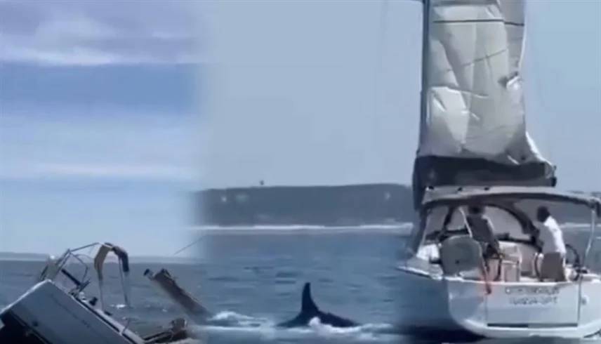 الحيتان تُغرق يختاً سياحيّاً قبالة السواحل البرتغالية الحيتان تُغرق يختاً سياحيّاً قبالة السواحل البرتغالية