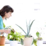 فوائد زراعة النباتات في المنزل: