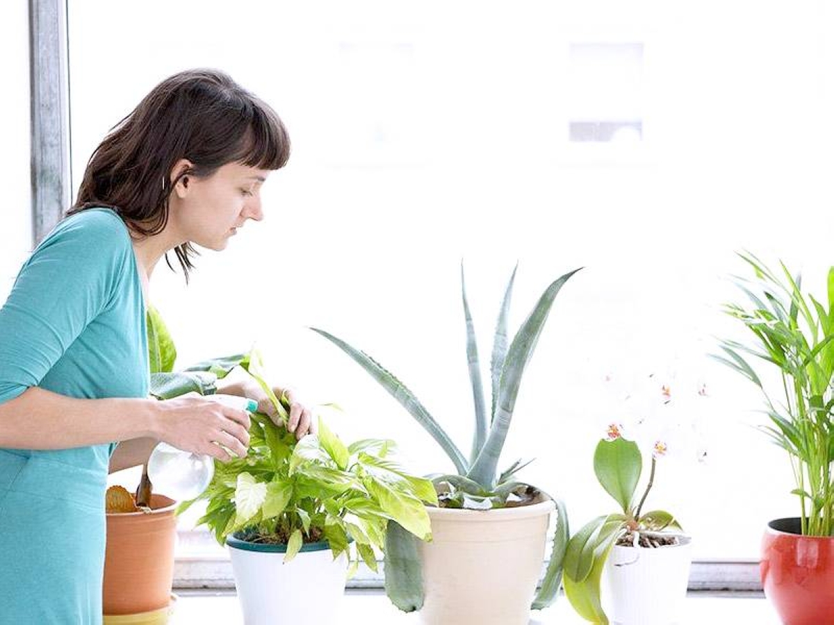 فوائد زراعة النباتات في المنزل:
