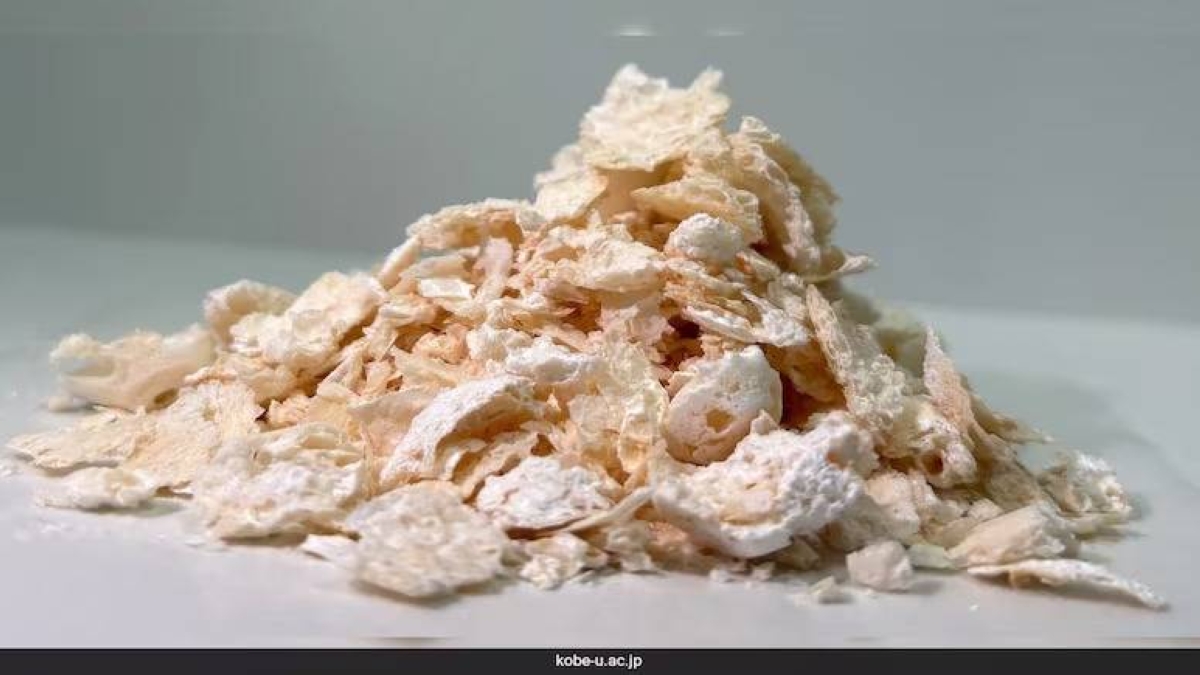 ثورة البكتيريا.. اليابان تخلق بلاستيكاً يأكل نفسه ويودع البترول! ثورة البكتيريا.. اليابان تخلق بلاستيكاً يأكل نفسه ويودع البترول!