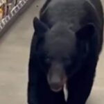 فيديو: دب يهاجم مسنة داخل متجر أمريكي