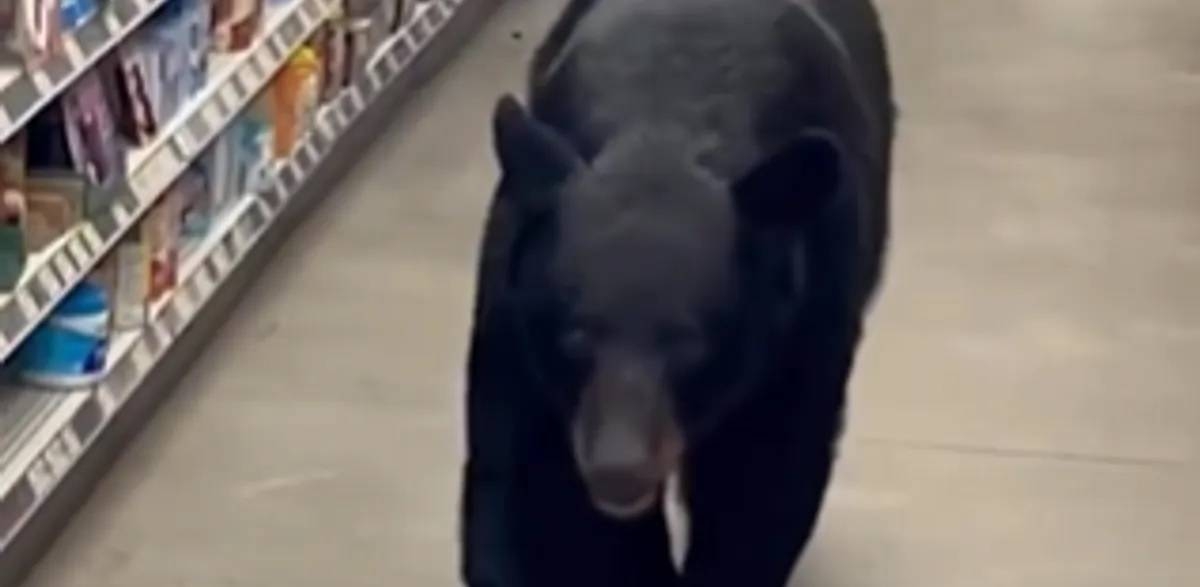 فيديو: دب يهاجم مسنة داخل متجر أمريكي فيديو: دب يهاجم مسنة داخل متجر أمريكي