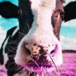 لغز الأحذية المرسلة إلى جزيرة تعيش فيها الأبقار فقط