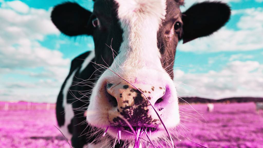 لغز الأحذية المرسلة إلى جزيرة تعيش فيها الأبقار فقط