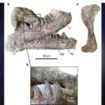 اكتشاف ديناصور عملاق مات وفي فمه تمساح !