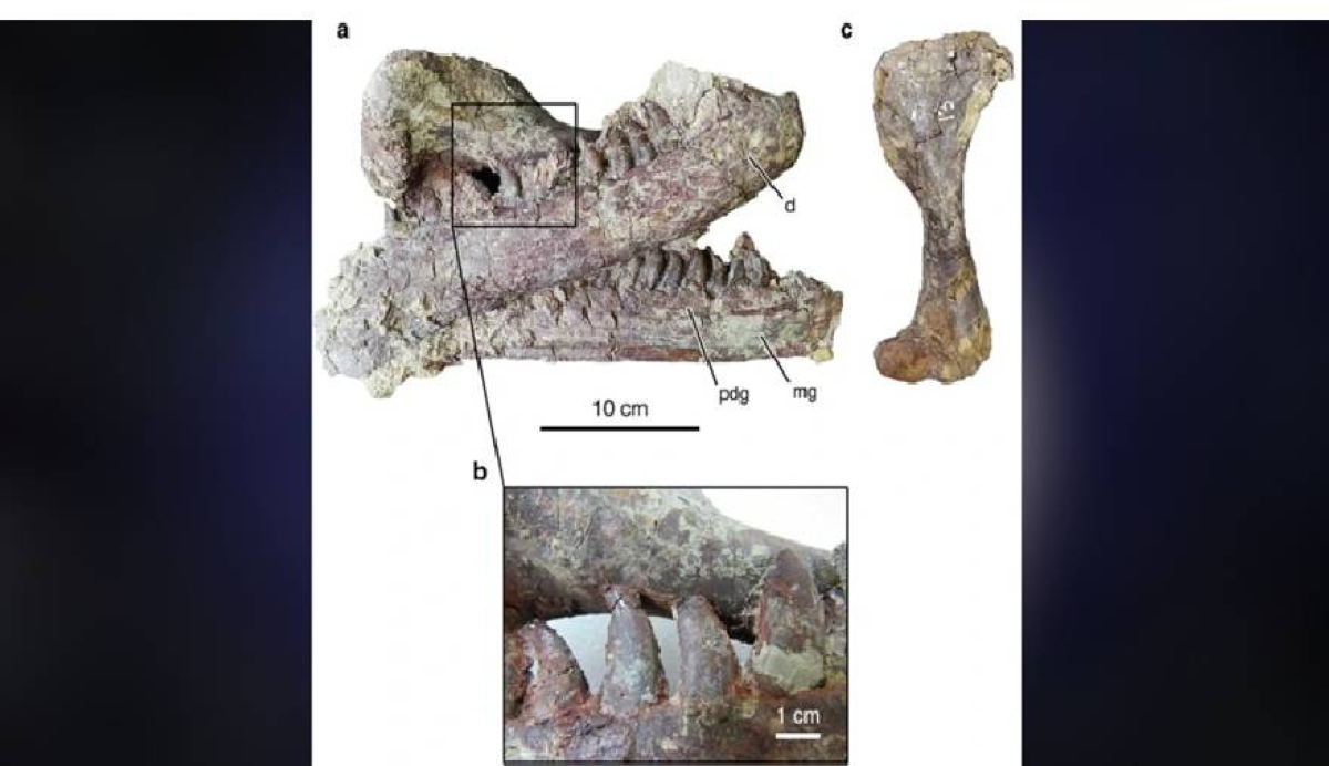 اكتشاف ديناصور عملاق مات وفي فمه تمساح !