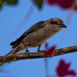 رصد طائر «الصرد المُقنّع» عابر سماء الحدود الشمالية