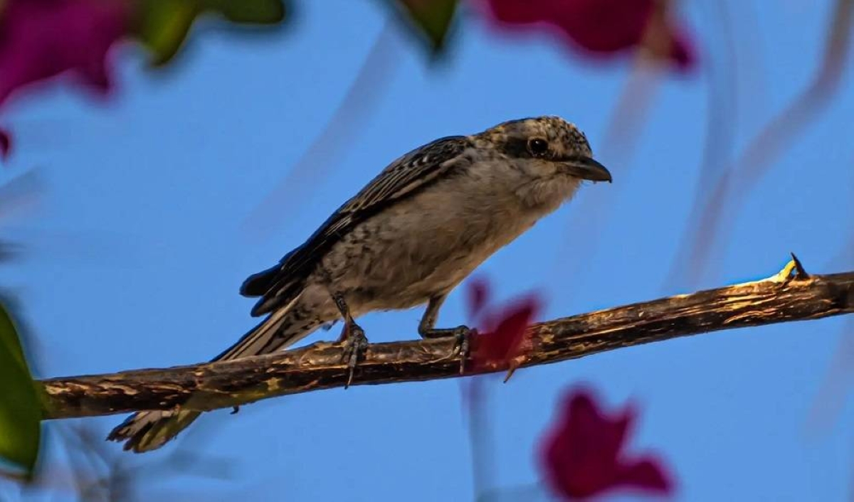 رصد طائر «الصرد المُقنّع» عابر سماء الحدود الشمالية رصد طائر «الصرد المُقنّع» عابر سماء الحدود الشمالية