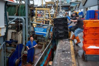 غزو الأخطبوط لسواحل إنجلترا يُذهل الصيادين