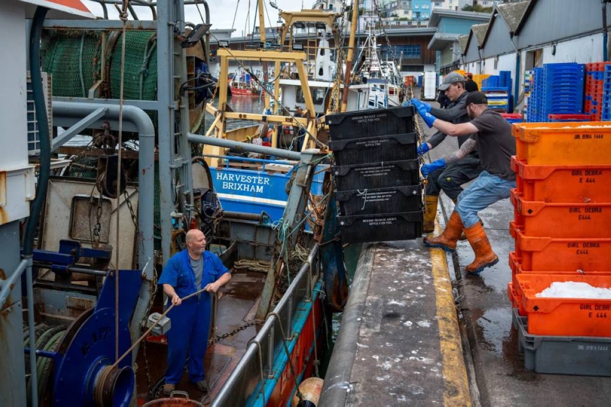 غزو الأخطبوط لسواحل إنجلترا يُذهل الصيادين غزو الأخطبوط لسواحل إنجلترا يُذهل الصيادين