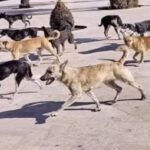 20 كلباً ضالاً يهاجمون طفلاً في الأردن