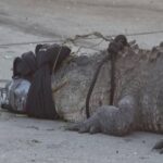 تمساح ضخم يتجوّل قرب مطعم أمريكي.. ويثير الذعر