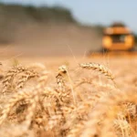 طرح عطاء لشراء كميات من القمح