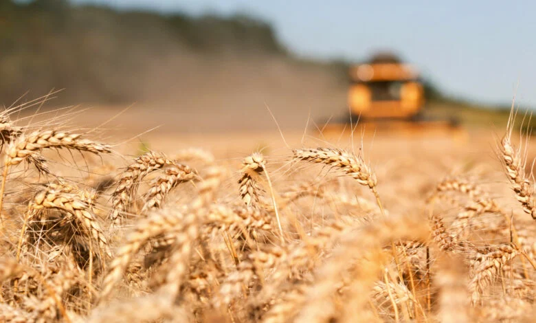 طرح عطاء لشراء كميات من القمح طرح عطاء لشراء كميات من القمح