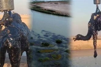 الجمال تسقط داخل مستنقع نفطي في «ميسان» !