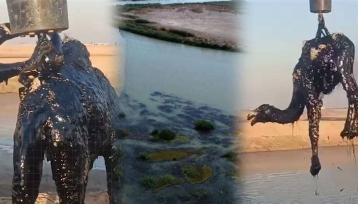 الجمال تسقط داخل مستنقع نفطي في «ميسان» !