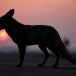 اكتشاف أول حيوان هجين يجمع بين الذئب والكلب في اليونان