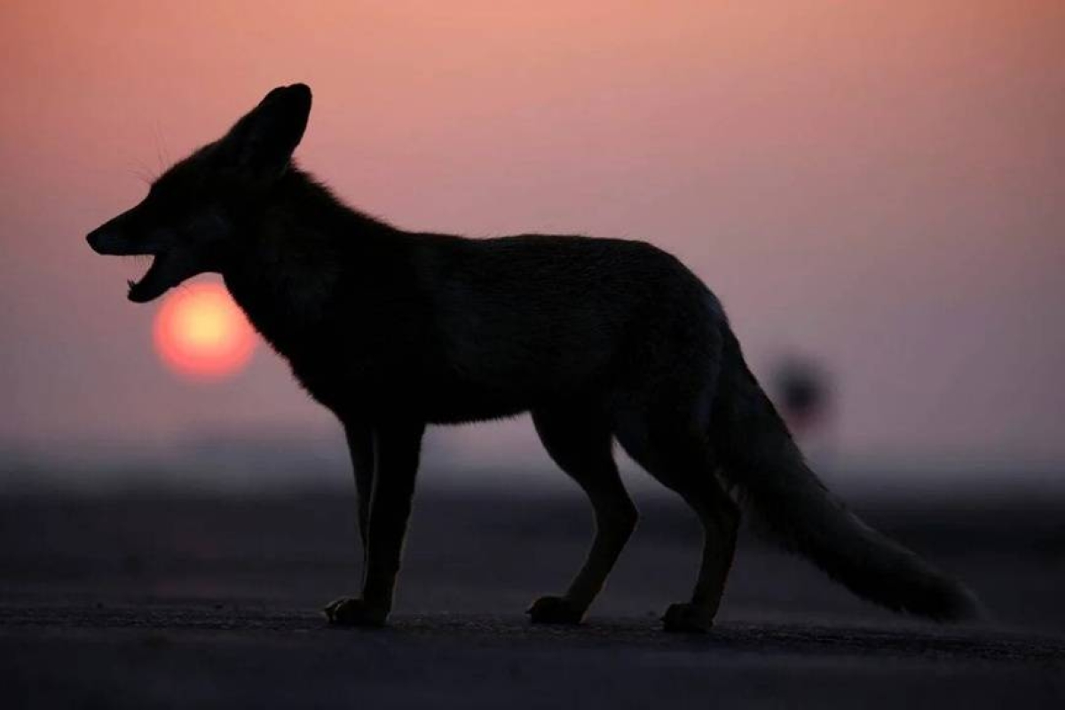 اكتشاف أول حيوان هجين يجمع بين الذئب والكلب في اليونان اكتشاف أول حيوان هجين يجمع بين الذئب والكلب في اليونان