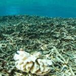 هل وصل العالم إلى نقطة اللاعودة البيئية؟