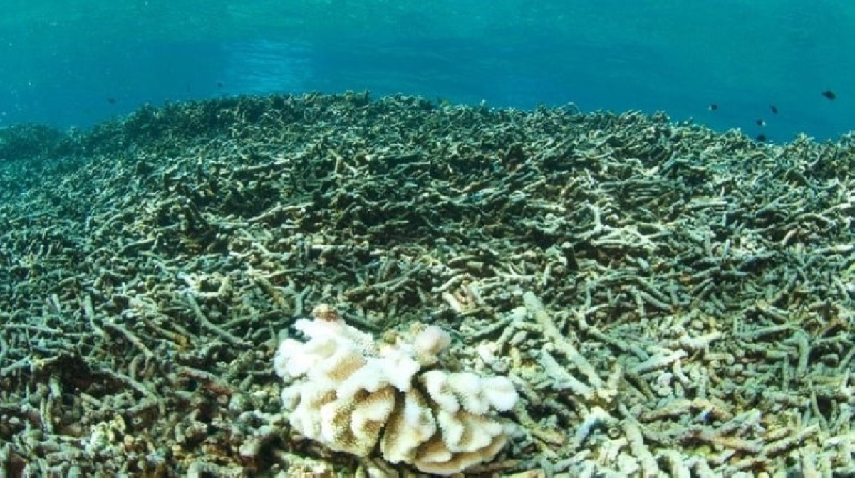 هل وصل العالم إلى نقطة اللاعودة البيئية؟