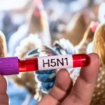 تفشّي سلالة «H5N1» شديدة العدوى من إنفلونزا الطيور في العراق