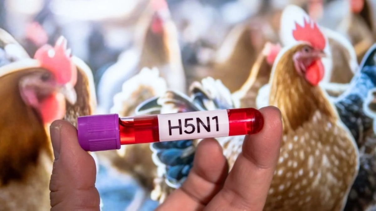 تفشّي سلالة «H5N1» شديدة العدوى من إنفلونزا الطيور في العراق تفشّي سلالة «H5N1» شديدة العدوى من إنفلونزا الطيور في العراق