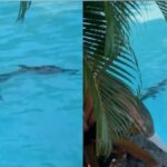تمساح في مسبح فندق فاخر!