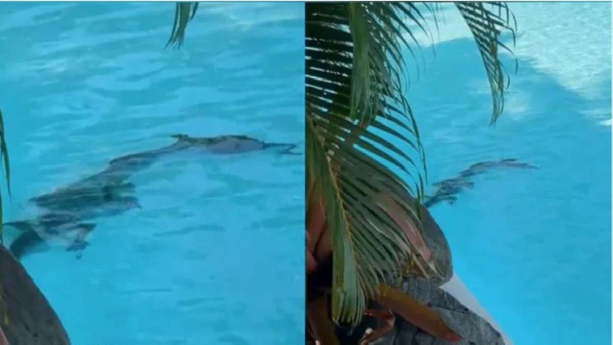 تمساح في مسبح فندق فاخر!