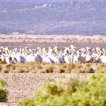 البجع الأبيض يزيّن سماء محمية الملك سلمان الملكية