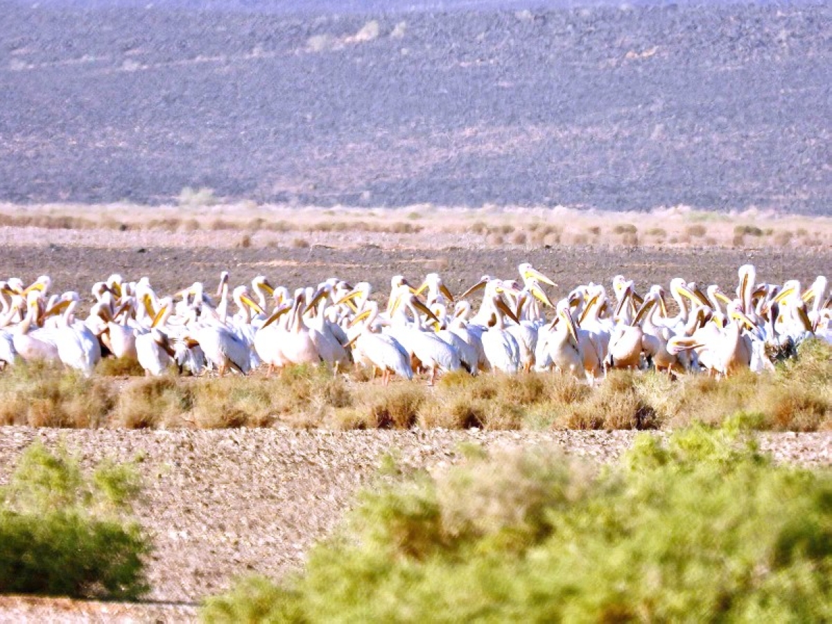 البجع الأبيض يزيّن سماء محمية الملك سلمان الملكية