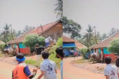 ثور هائج يهاجم «نائباً» أمام الحشود في الهند