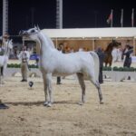 اختتام بطولة الإنتاج المحلي لجمال الخيل العربية الأصيلة 2025