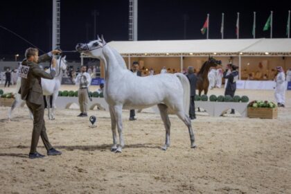 اختتام بطولة الإنتاج المحلي لجمال الخيل العربية الأصيلة 2025