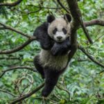 52 حفرية باندا عملاقة تكشف مسار البقاء في كهف شوانغهي الصيني