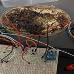 حاسوب من «الفطر».. ثورة بيولوجية تهز عالم التكنولوجيا